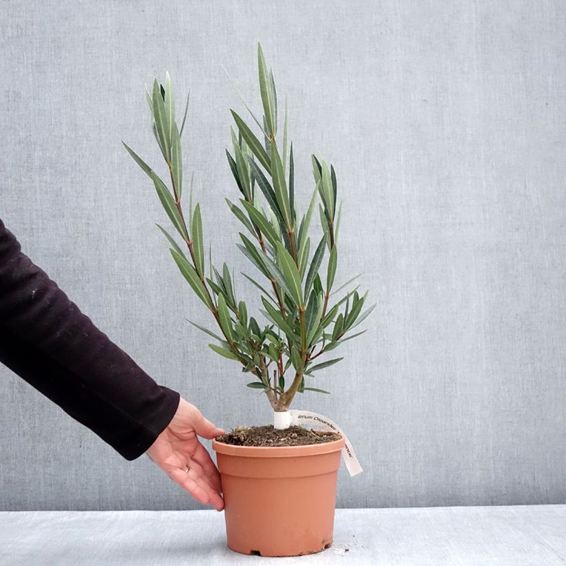 Example of Laurier rose Provence - Nerium oleander Pot de 3L/4L, Buisson, Touffe as you get in hiver