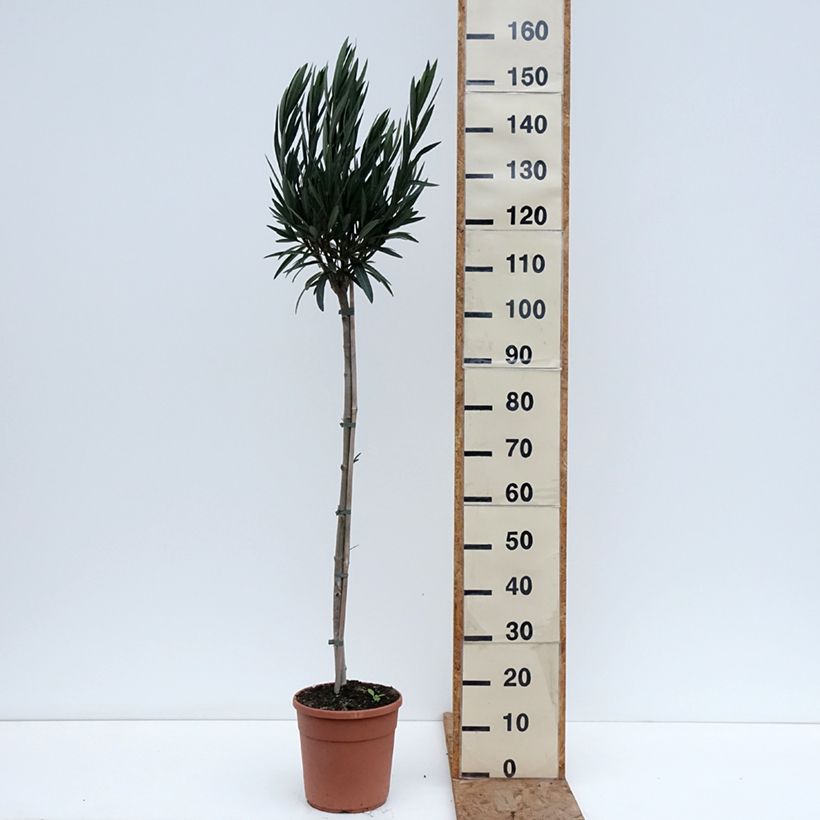 Example of Laurier rose Provence - Nerium oleander Pot de 6L/7L, Demi-Tige as you get in hiver