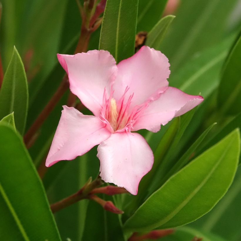 Laurier rose Sealy Pink – Nerium oleander (Floraison)