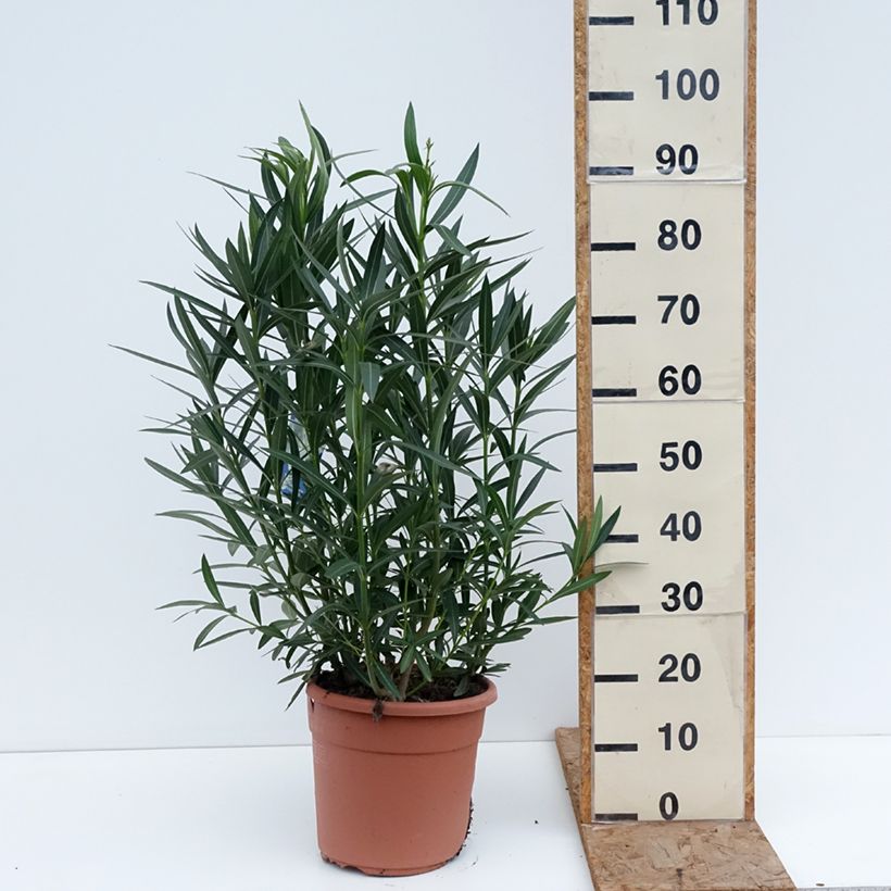 Example of Laurier rose Soeur Agnes - Nerium oleander Pot de 7,5L/10L, Buisson, Touffe as you get in hiver