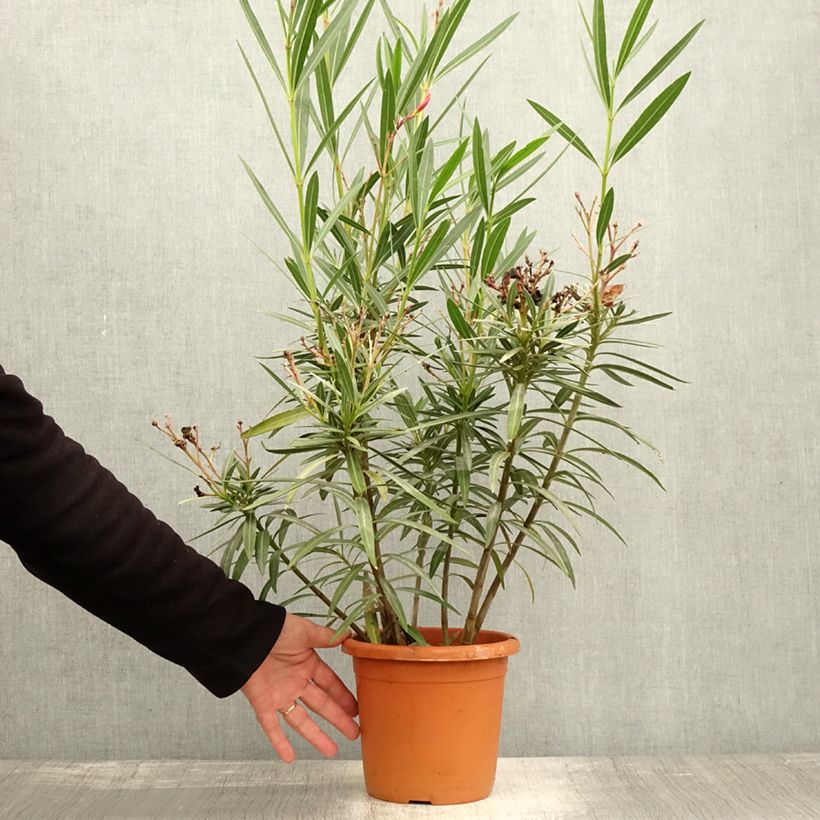 Spécimen de Laurier rose Soleil Levant - Nerium oleander Pot de 3L/4L, Buisson tel que livré en automne