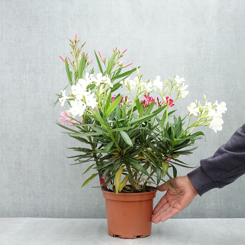 Example of Laurier rose Tricolor - Nerium oleander Pot de 3L/4L as you get in printemps