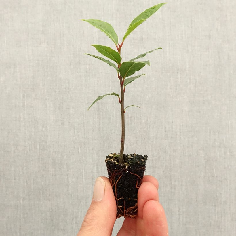 Example of Laurier sauce De Jerusalem - Laurus nobilis Mini-motte Ø 3/4 cm as you get in printemps