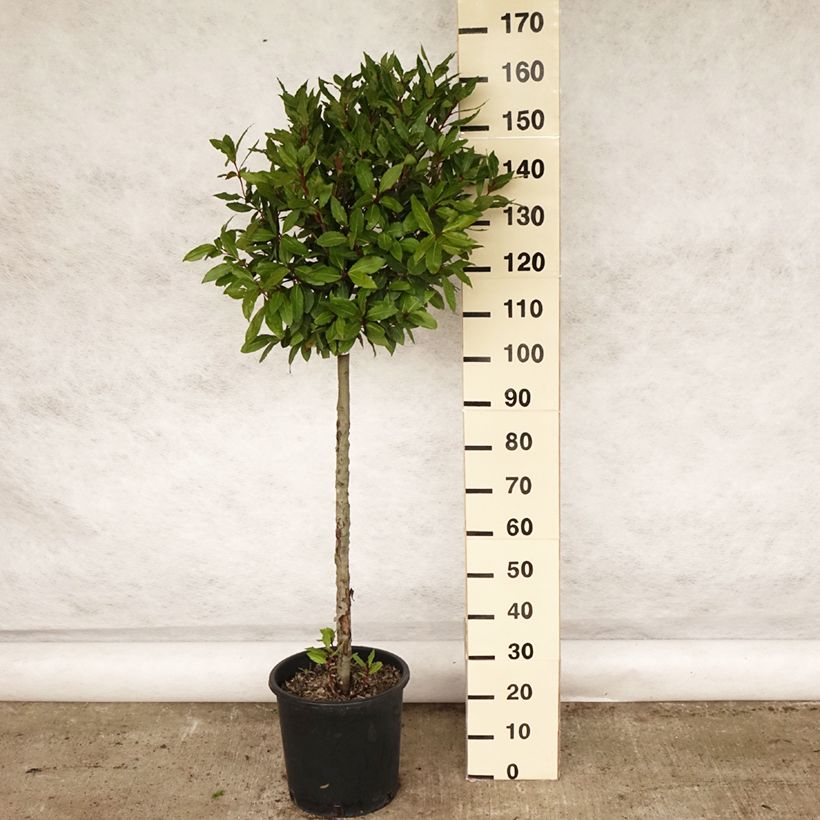 Example of Laurier sauce - Laurus nobilis  Pot de 12L/15L, Demi-tige as you get in printemps