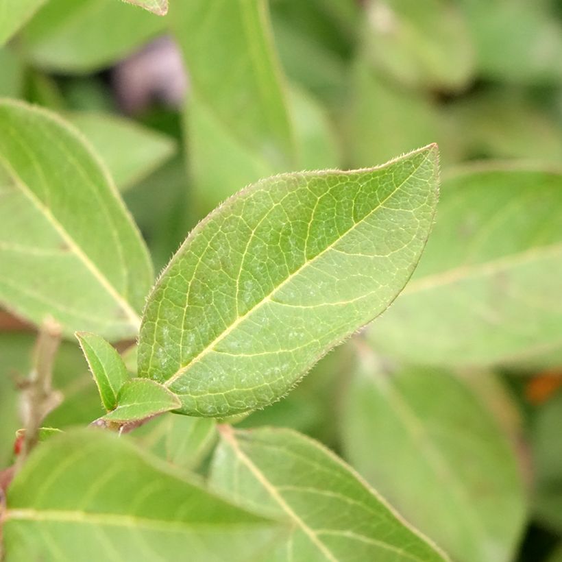 Laurier Tin - Viburnum tinus Giganteum (Foliage)