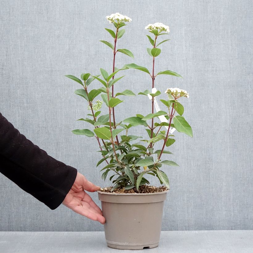 Example of Laurier Tin - Viburnum tinus Giganteum Pot de 3L/4L as you get in printemps