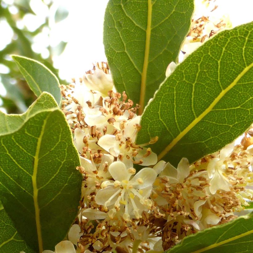 Laurier sauce - Laurus nobilis  (Flowering)