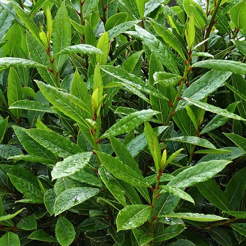 Laurus nobilis Little Ragu - Laurier-Sauce (Foliage)