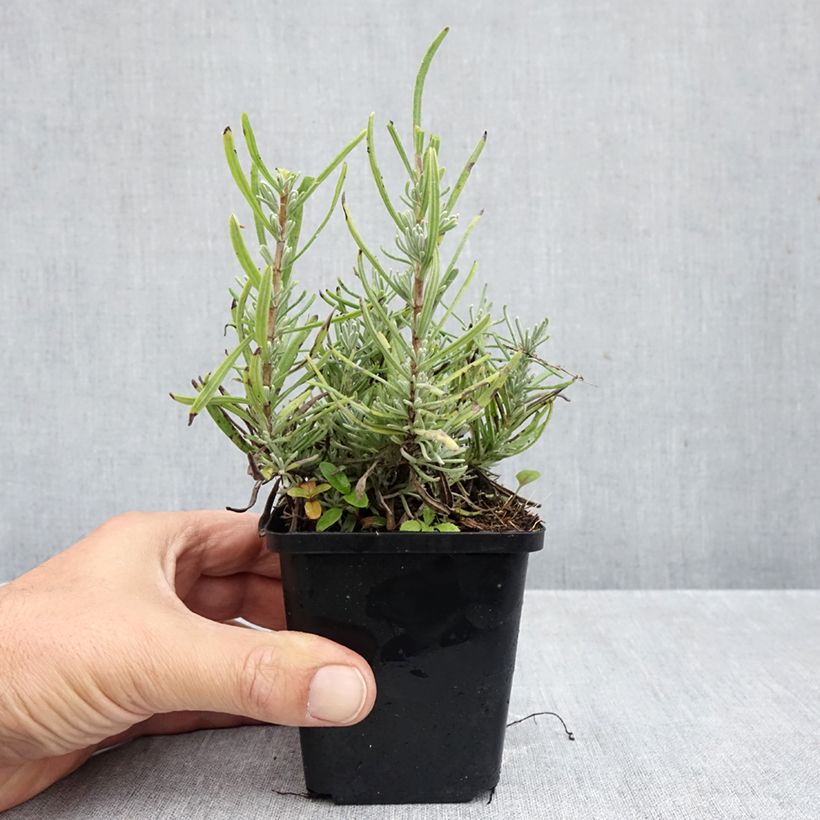 Spécimen de Lavande Arctic Snow - Lavandula angustifolia Godet de 8/9 cm tel que livré en automne