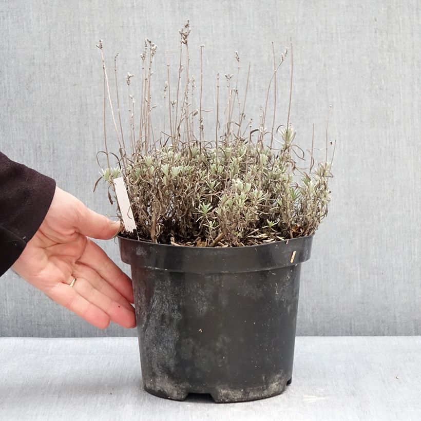 Example of Lavande Arctic Snow - Lavandula angustifolia Pot de 2L/3L as you get in hiver