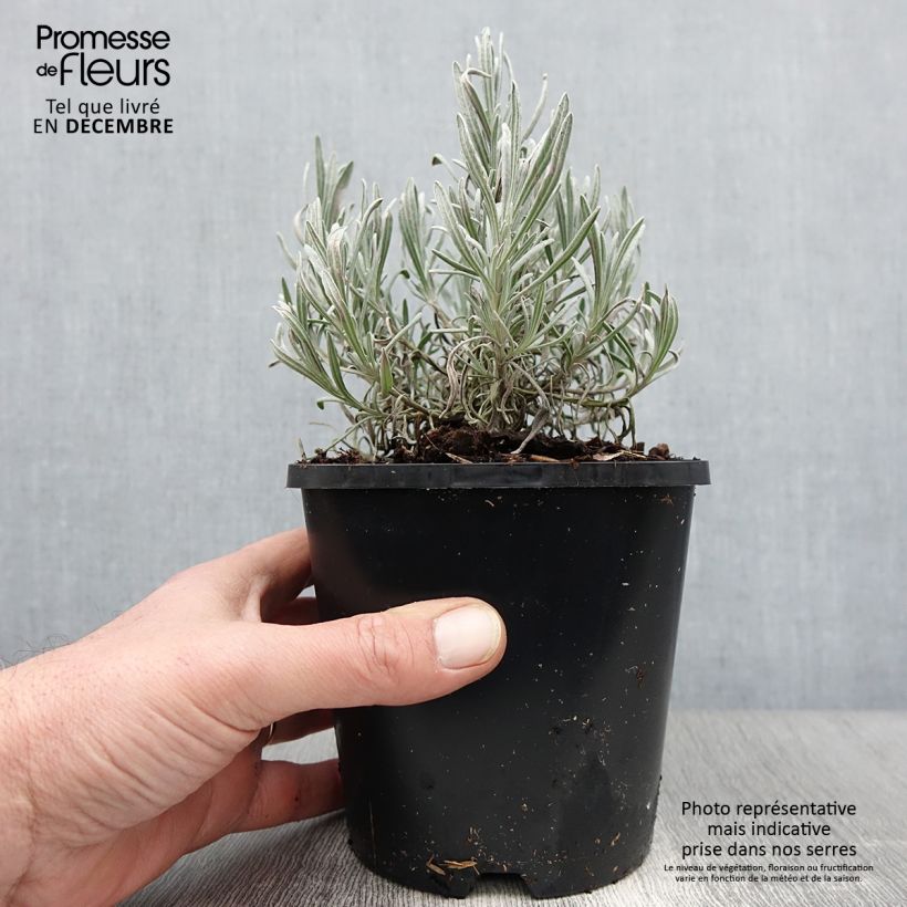 Spécimen de Lavande intermedia Edelweiss - Lavandin Pot de 1,5L/2L tel que livré en automne