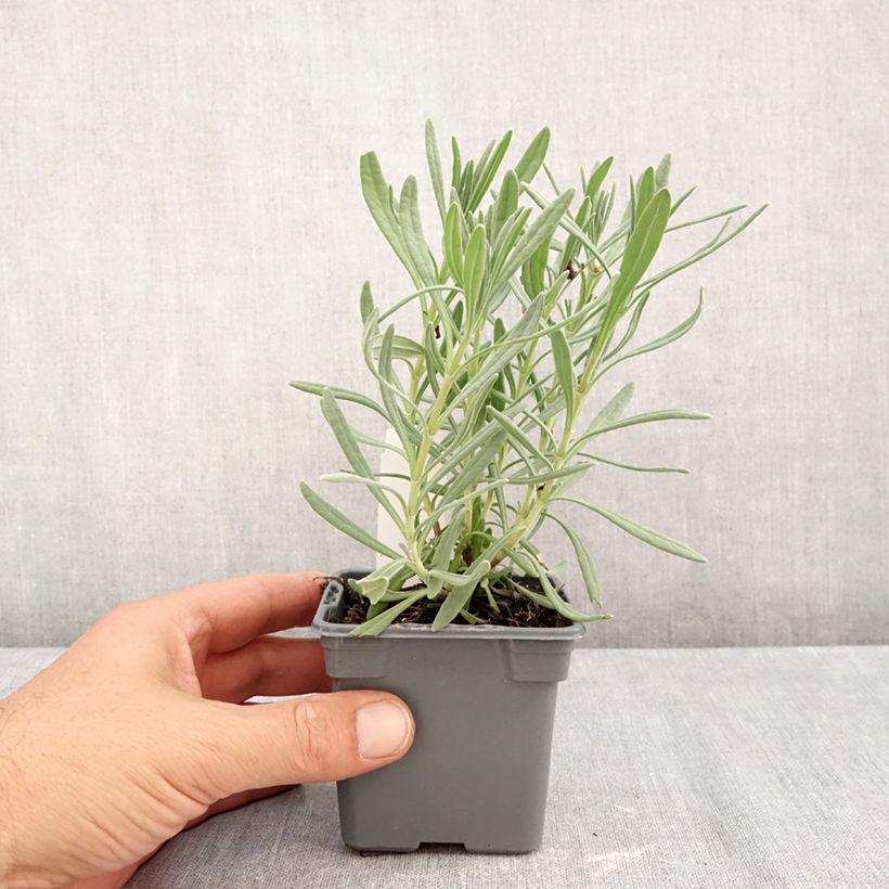 Spécimen de Lavande intermedia Sensational ! - Lavandin Godet de 8/9 cm tel que livré en automne