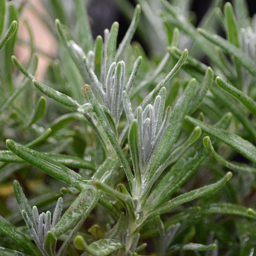 Lavande vraie - Lavandula angustifolia Hidcote (Foliage)