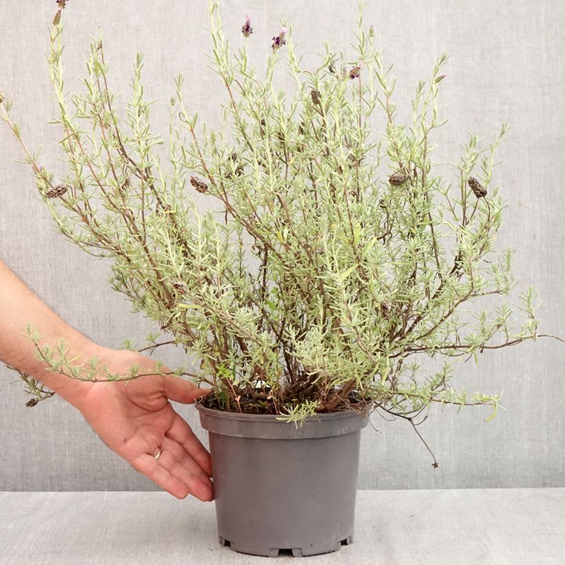 Spécimen de Lavande papillon Madrid Purple - Lavandula stoechas Pot de 3L/4L tel que livré en automne