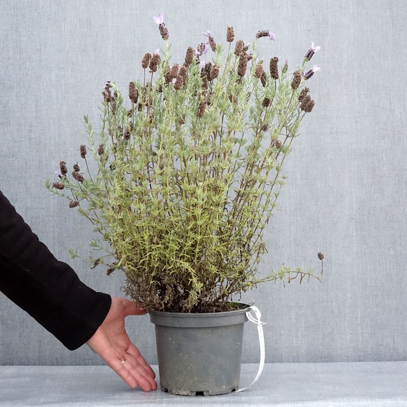 Spécimen de Lavande papillon Madrid Purple - Lavandula stoechas Pot de 3L/4L tel que livré en hiver