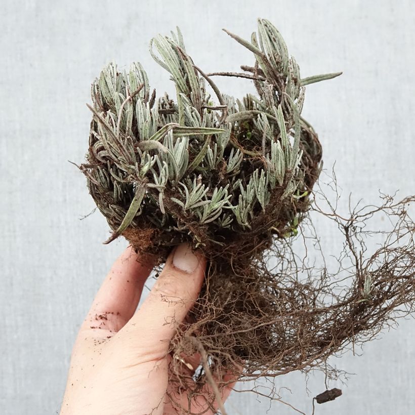 Spécimen de Lavande vraie - Lavandula angustifolia Dwarf Blue Racines nues tel que livré en hiver