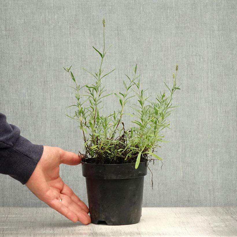 Example of Lavande vraie - Lavandula angustifolia Hidcote Pot de 12 cm / 13 cm as you get in printemps