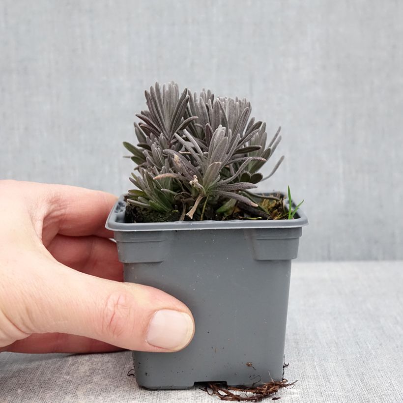 Example of Lavande vraie Loddon Pink - Lavandula angustifolia Godet de 8/9 cm as you get in hiver