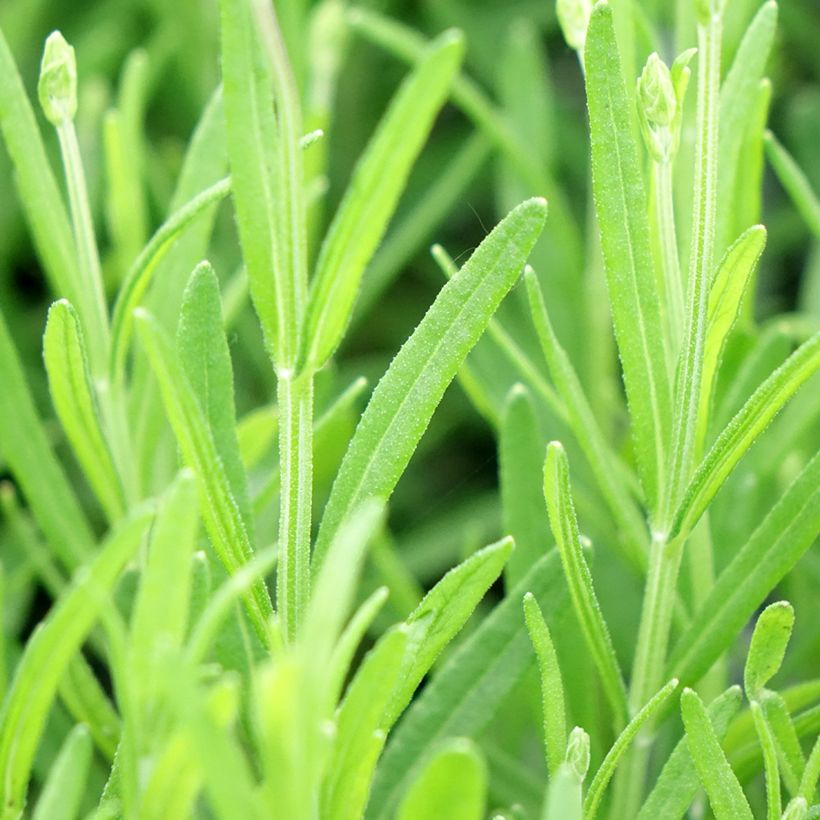 Lavande vraie Middachten - Lavandula angustifolia Middachten (Foliage)