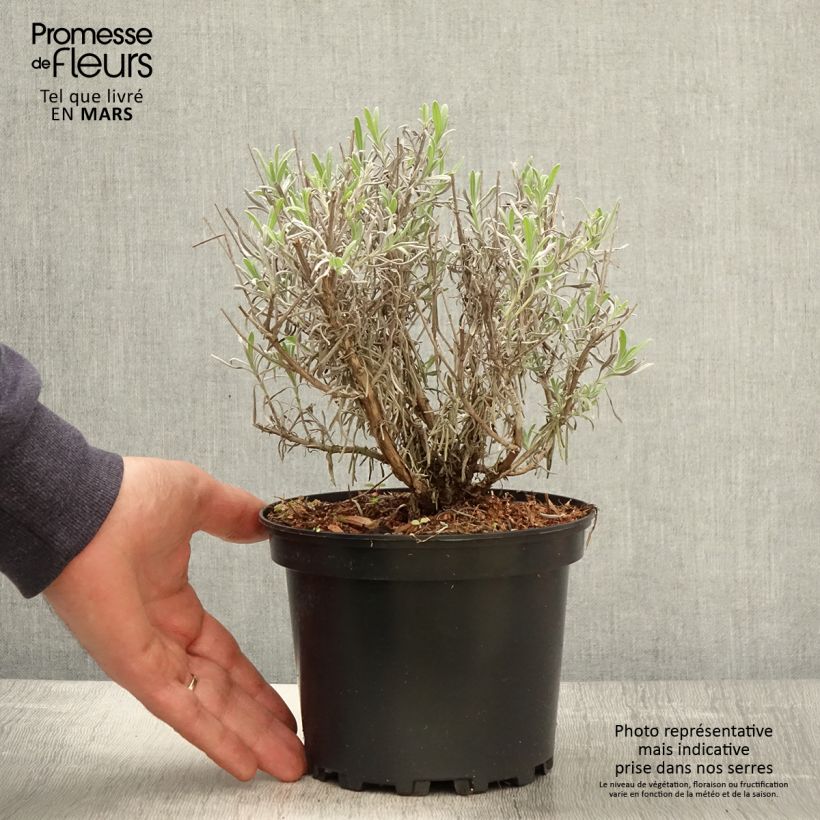 Example of Lavande intermedia Grappenhall - Lavandin Pot de 2L/3L as you get in printemps