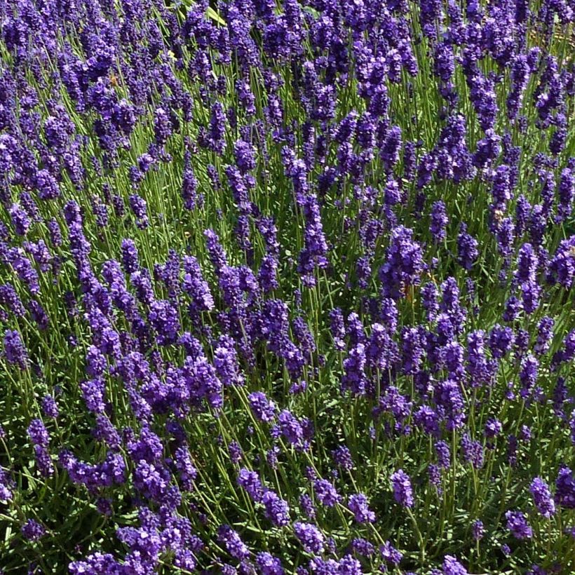 Lavande vraie - Lavandula angustifolia Hidcote (Flowering)
