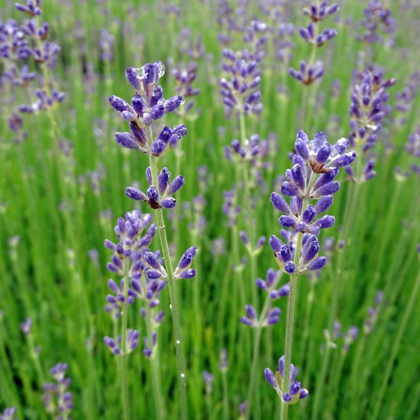 Lavande vraie - Lavandula angustifolia Dwarf Blue (Flowering)