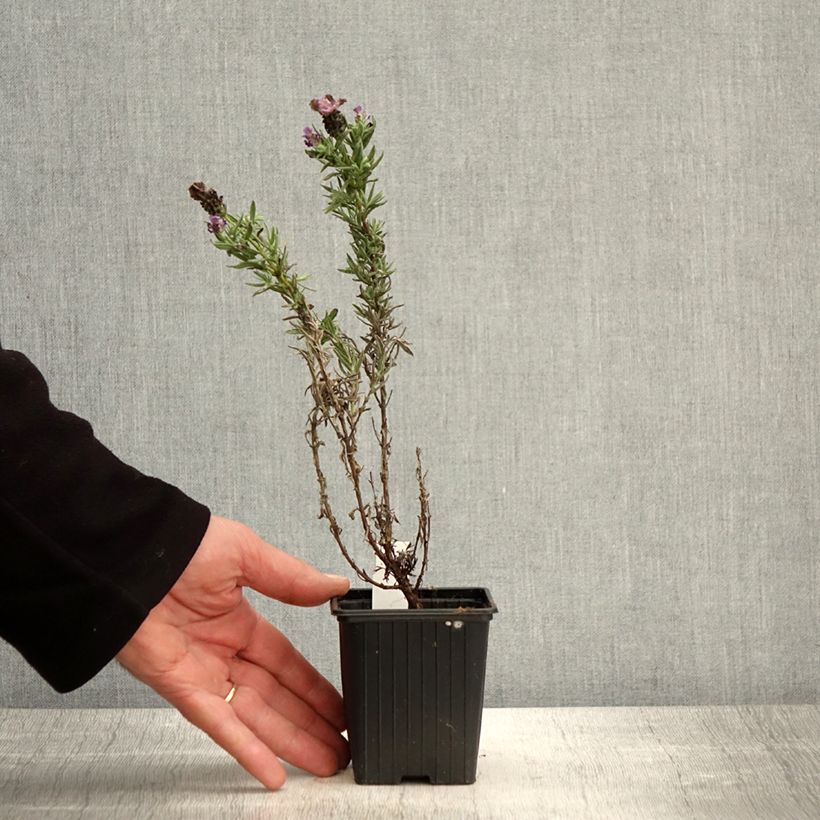 Example of Lavandula stoechas Magical Posy Purple Godet de 8/9 cm as you get in printemps