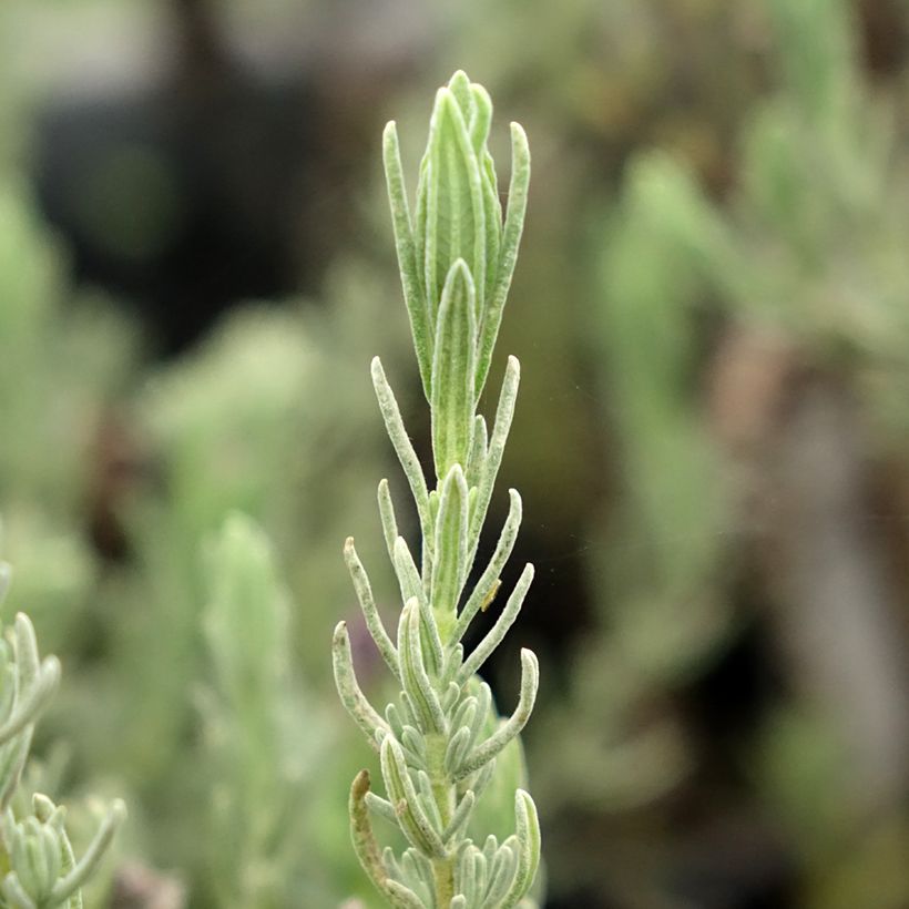 Lavandula stoechas Magical Posy Purple (Foliage)