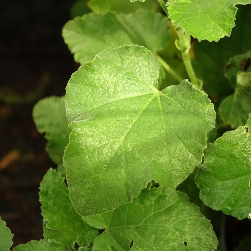 Lavatera Chamallow - Lavatère, mauve en arbre (Foliage)