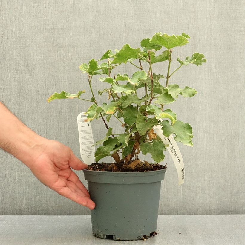 Spécimen de Lavatera Chamallow - Lavatère, mauve en arbre Pot de 3L/4L tel que livré en été