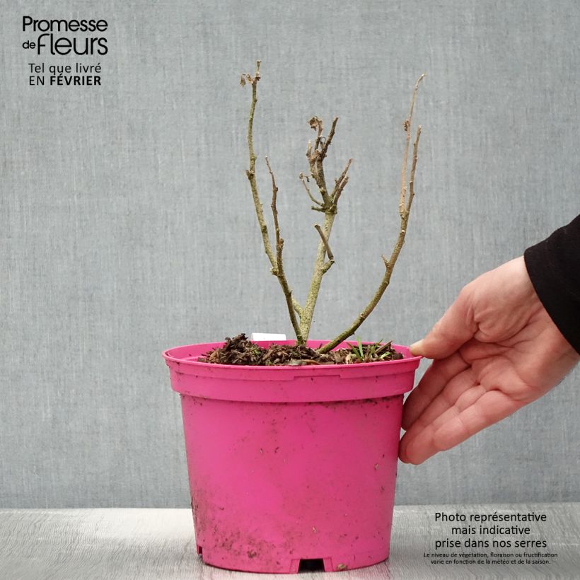 Spécimen de Lavatera maritima Princesse de Ligne - Lavatère Pot de 3L/4L tel que livré en hiver