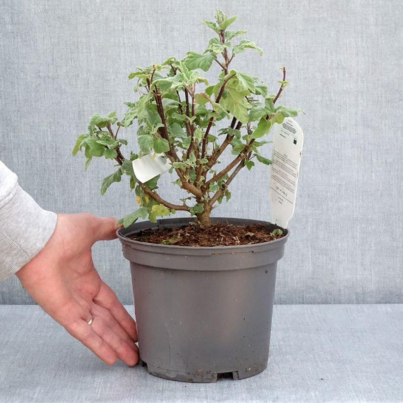 Example of Lavatera thuringiaca Red Rum - Lavatère arbustive Pot de 2L/3L as you get in printemps