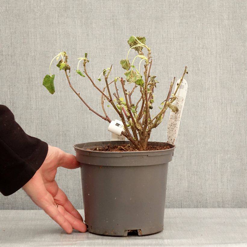 Example of Lavatère - Lavatera Barnsley Baby Pot de 2L/3L as you get in hiver