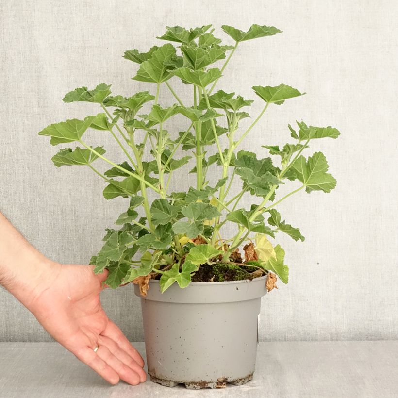 Spécimen de Lavatère - Lavatera Barnsley Baby Pot de 2L/3L tel que livré au printemps