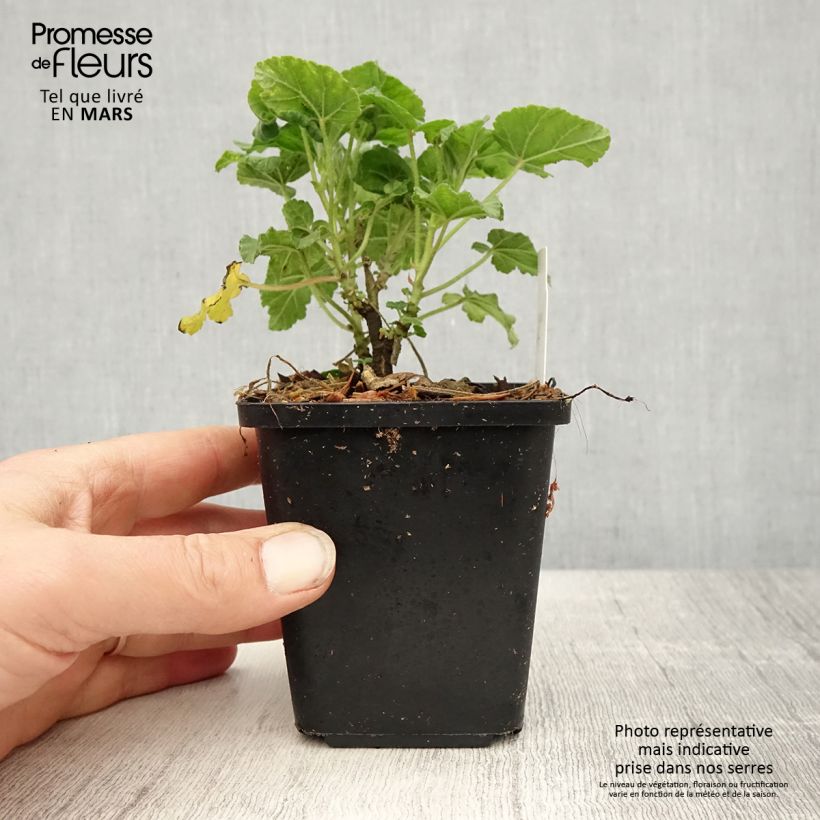 Example of Lavatère - Lavatera Burgundy Wine Godet de 8/9 cm as you get in printemps