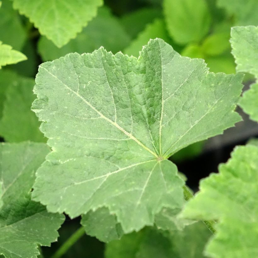 Lavatère - Lavatera White Angel (Foliage)