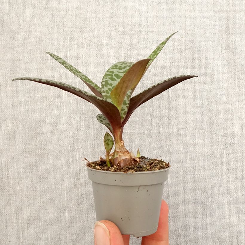 Example of Ledebouria socialis - Scille violacée Mini-plante as you get in printemps