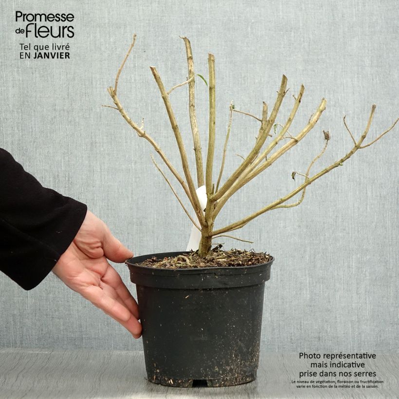 Example of Leonotis leonurus - Queue de lion Pot de 3L/4L as you get in hiver