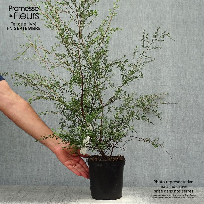 Spécimen de Leptospermum Coral candy - Arbre à thé Pot de 2L/3L tel que livré en automne