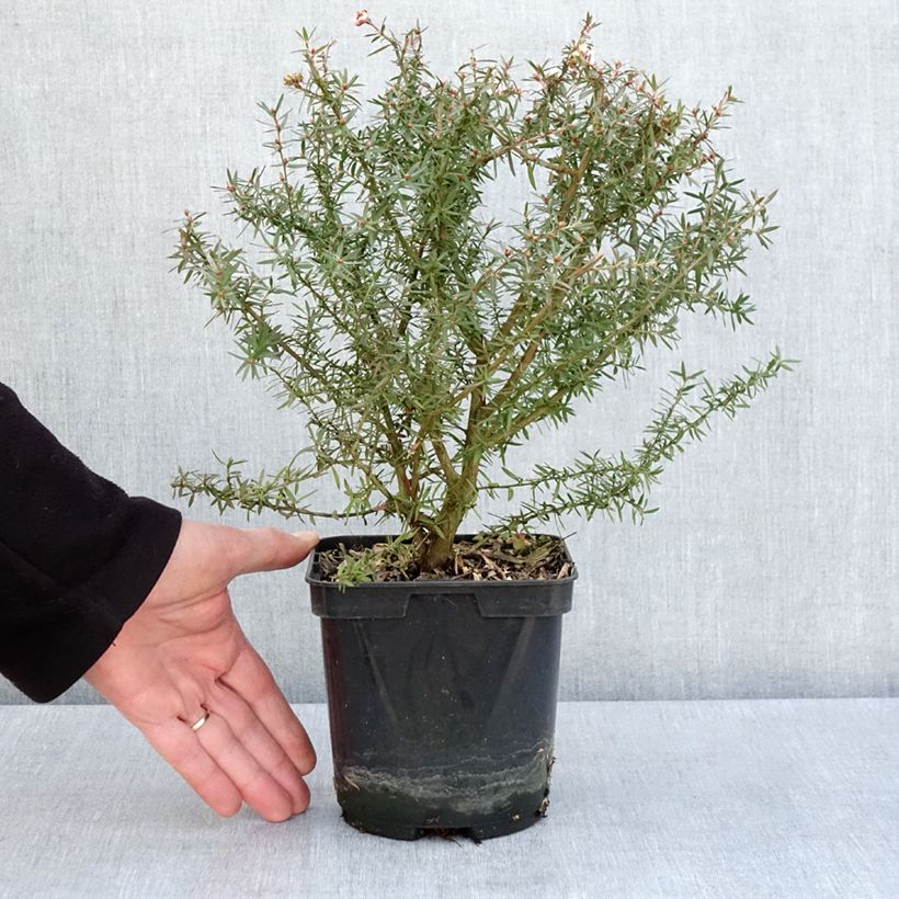 Example of Leptospermum scoparium Apple blossom - Arbre à thé de Nouvelle-Zélande Pot de 2L/3L as you get in printemps