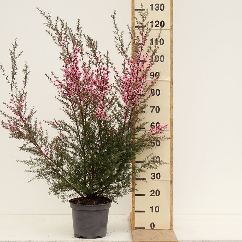 Example of Leptospermum  scoparium Martini - Arbre à thé Pot de 7,5L/10L as you get in printemps