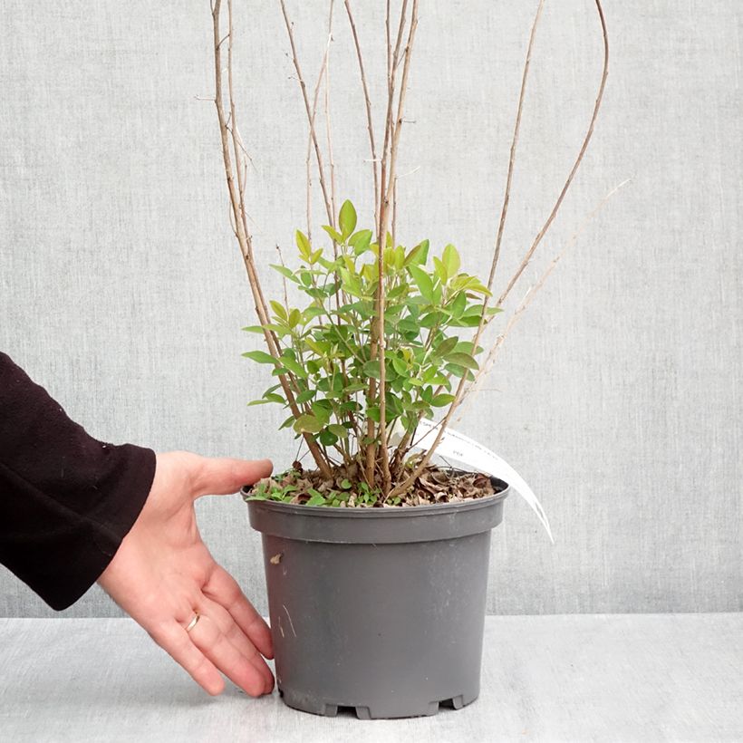 Spécimen de Lespedeza liukiuensis Little Volcano - Trèfle en arbre Pot de 3L/4L tel que livré en automne