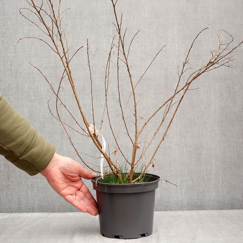 Example of Lespedeza liukiuensis Little Volcano - Trèfle en arbre Pot de 3L/4L as you get in hiver