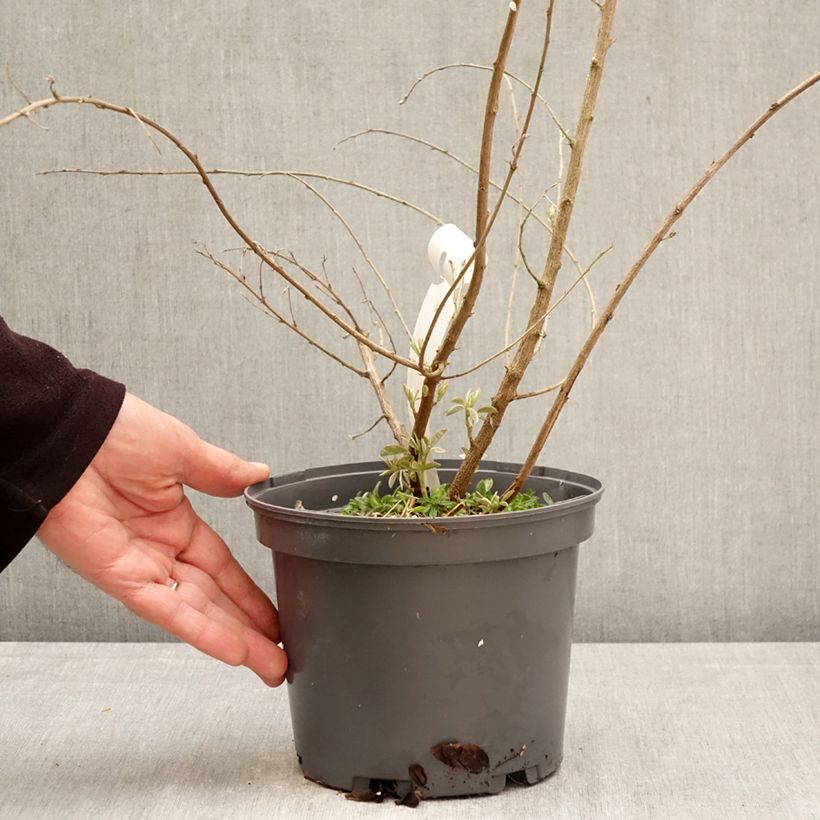 Spécimen de Lespedeza liukiuensis Little Volcano - Trèfle en arbre Pot de 3L/4L tel que livré au printemps