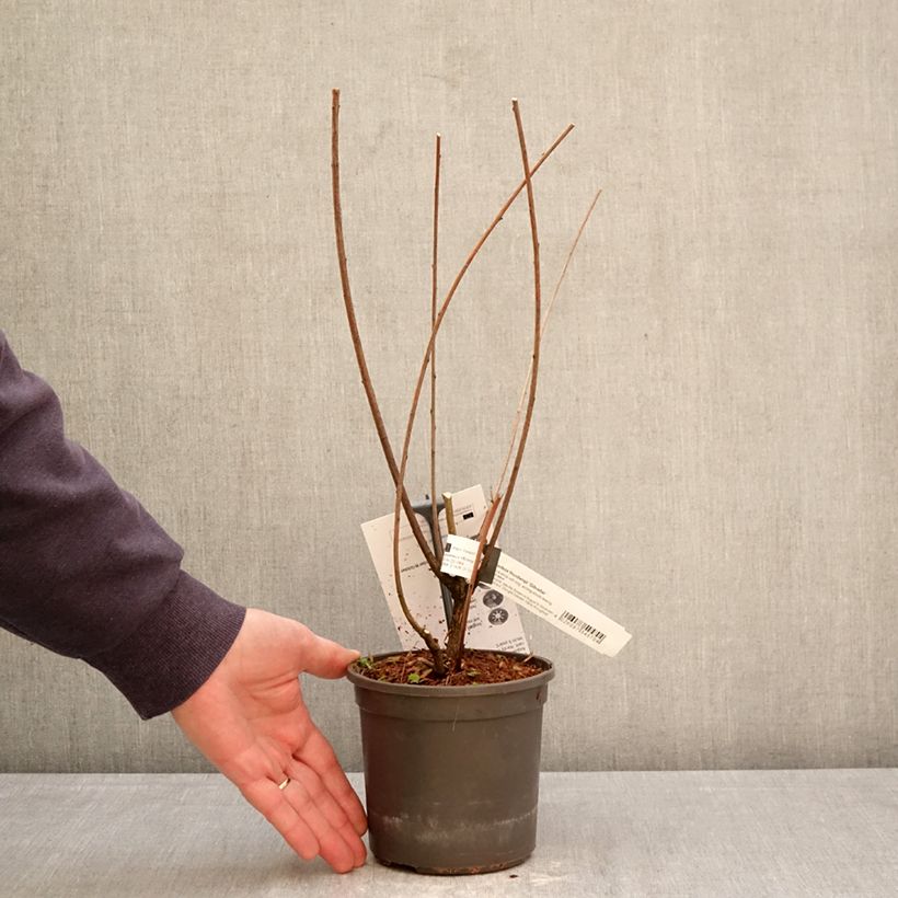 Spécimen de Lespedeza thunbergii Gibraltar - Trèfle en arbre Pot de 1,5L/2L tel que livré au printemps
