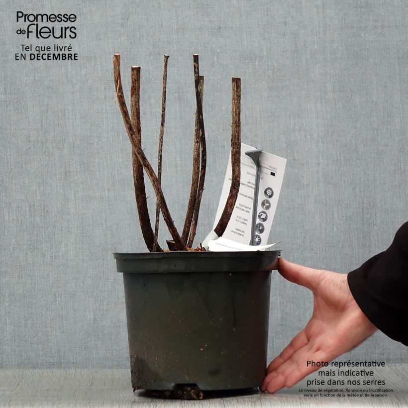 Spécimen de Lespedeza thunbergii Gibraltar - Trèfle en arbre Pot de 1,5L/2L tel que livré en hiver