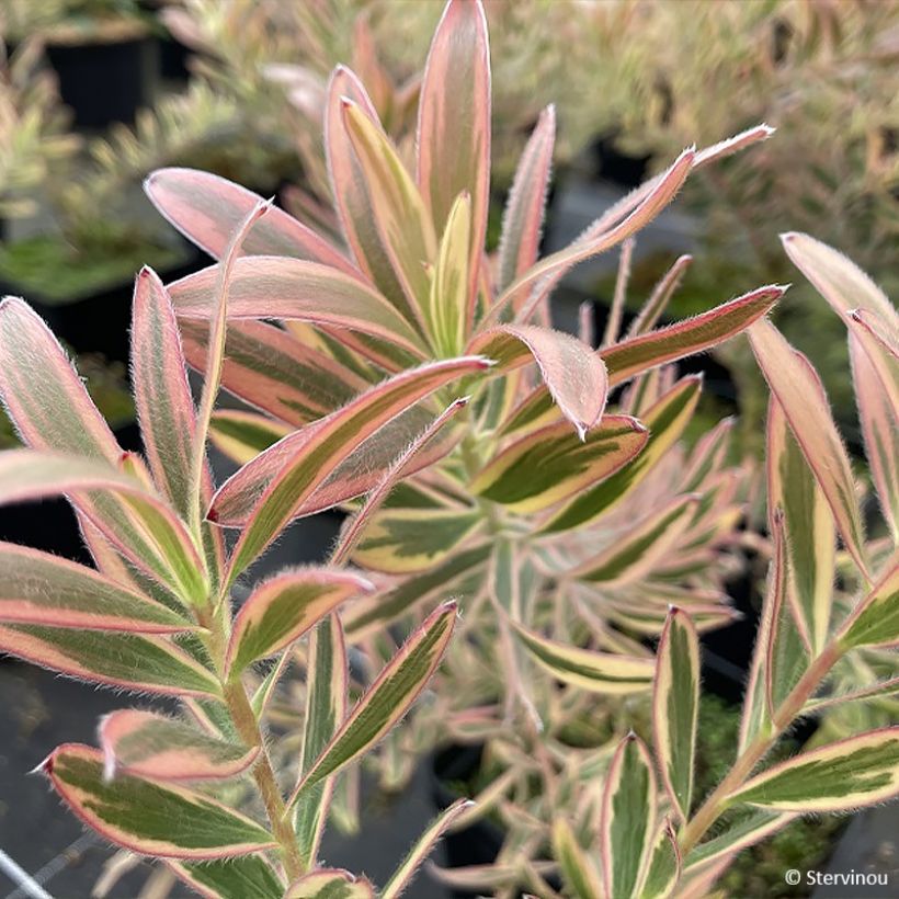 Leucadendron Jester  (Foliage)