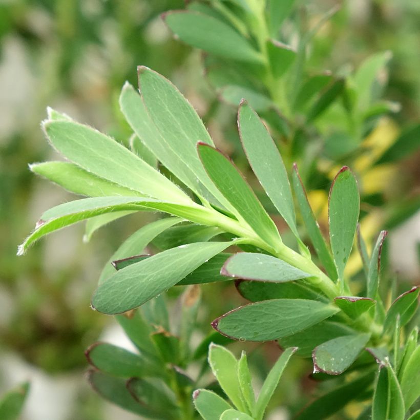 Leucadendron Devil's Blush (Foliage)
