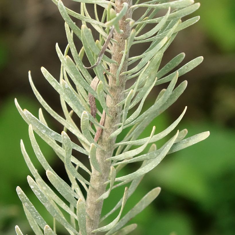 Leucadendron galpinii Carlin  (Foliage)