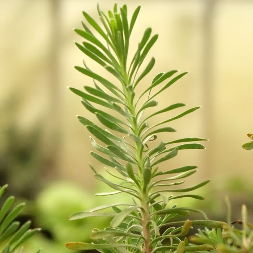 Leucadendron galpinii Purple Haze (Foliage)